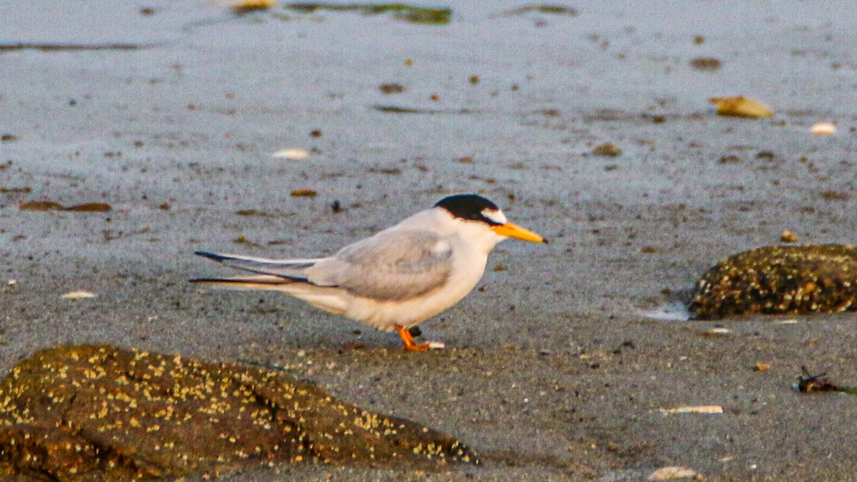 Least Tern - ML637214539