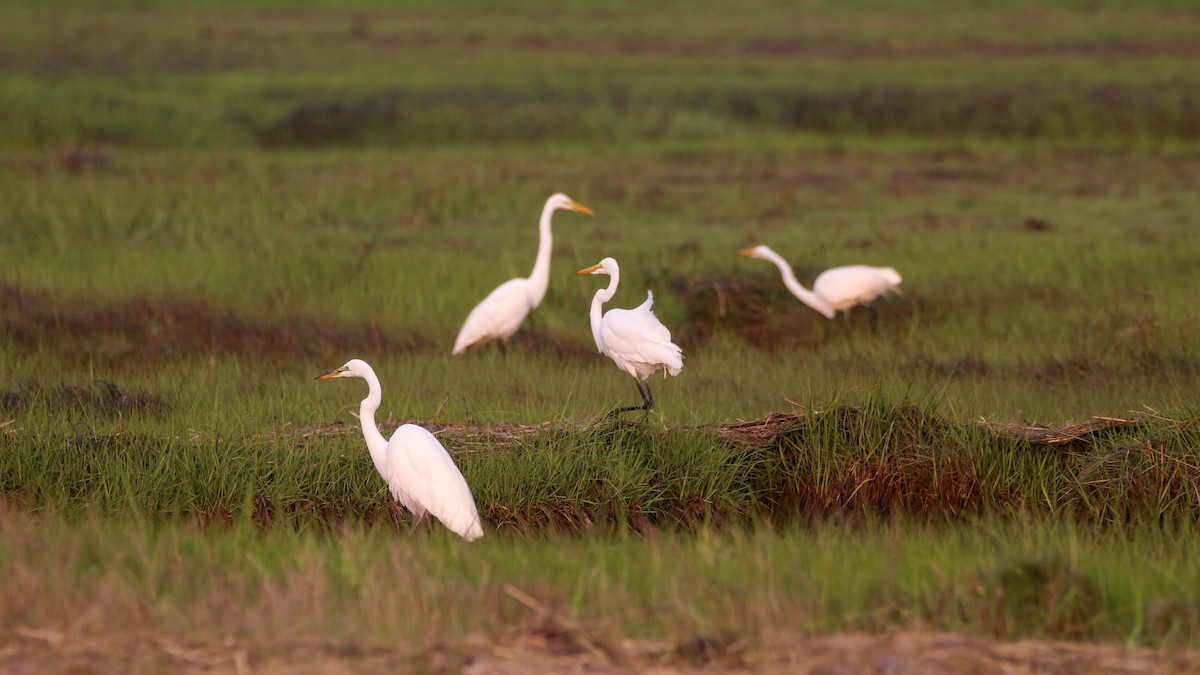 Great Egret - ML637214543