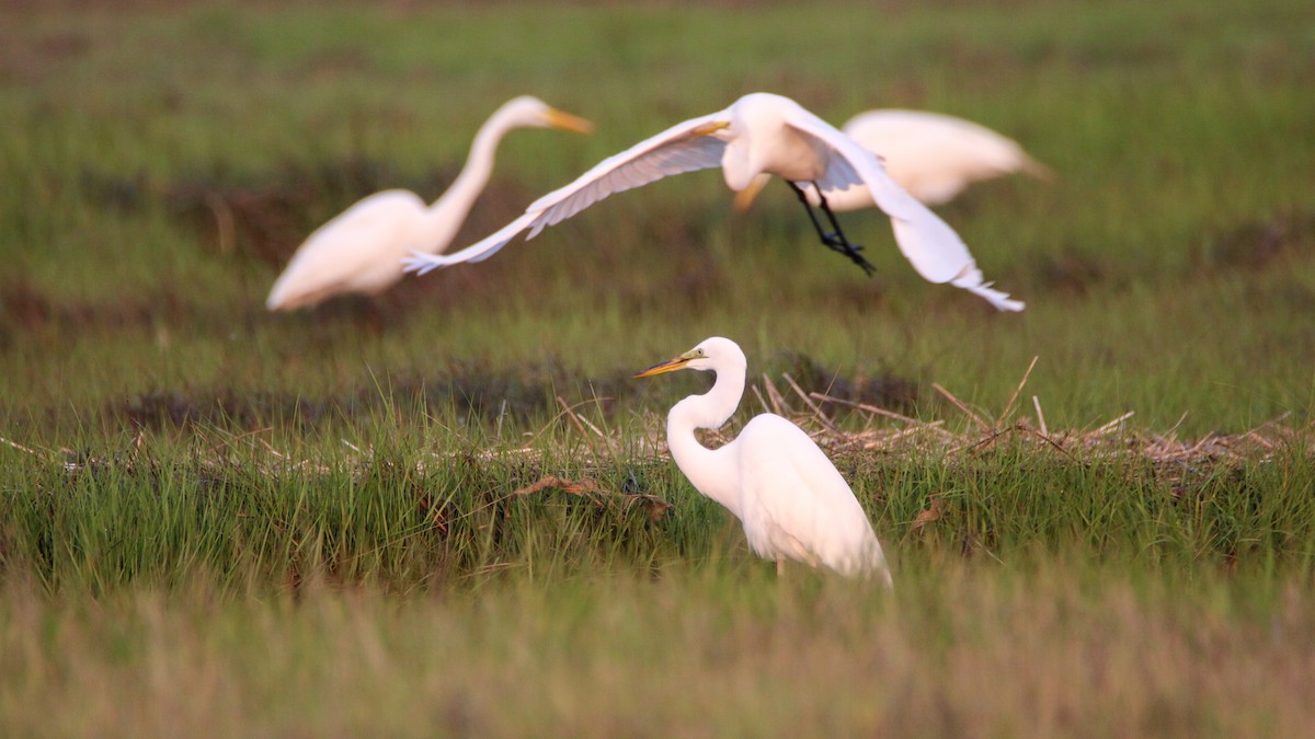 Great Egret - ML637214544