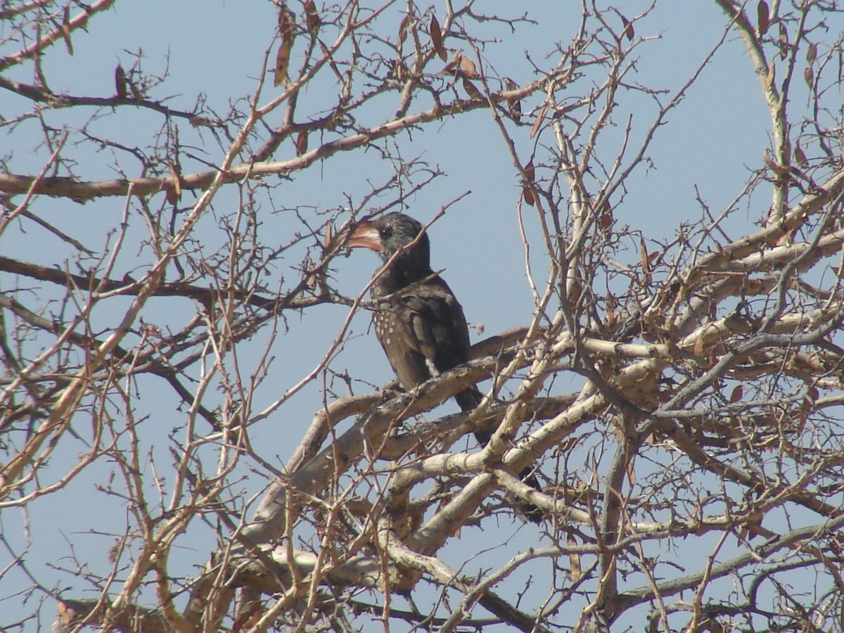 Monteiro's Hornbill - ML637214563