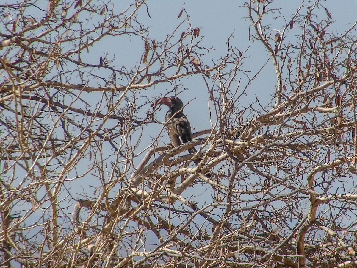 Monteiro's Hornbill - ML637214564