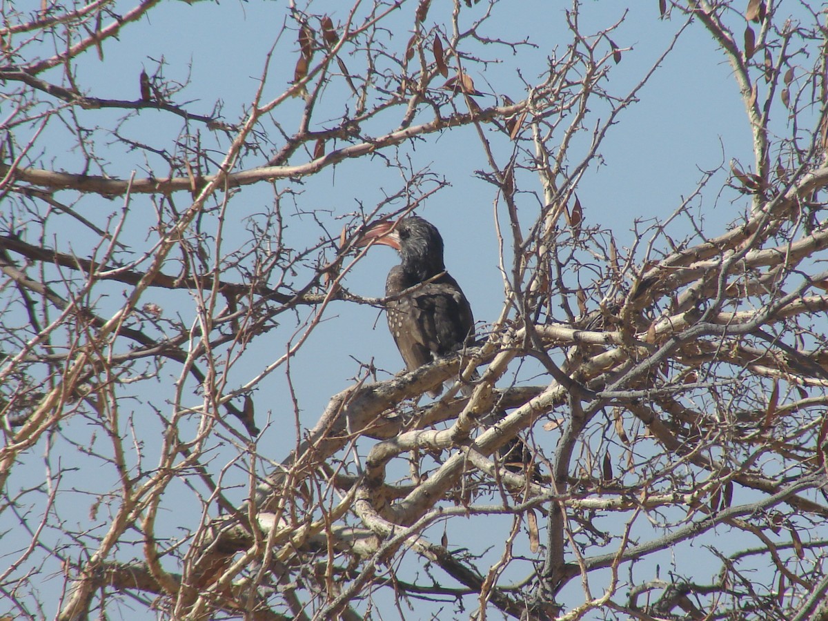 Monteiro's Hornbill - ML637214565