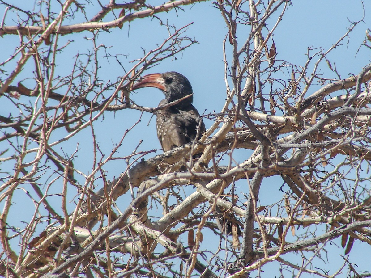 Monteiro's Hornbill - ML637214566