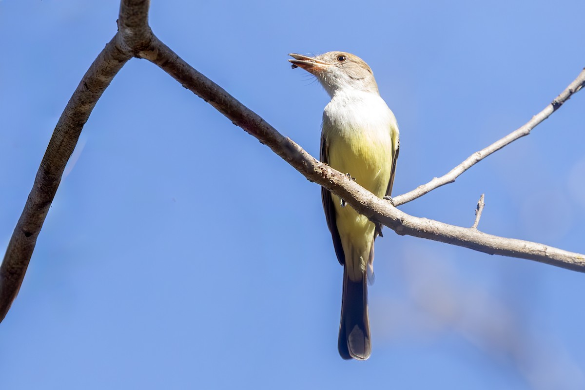 Swainson's Flycatcher - ML637214577