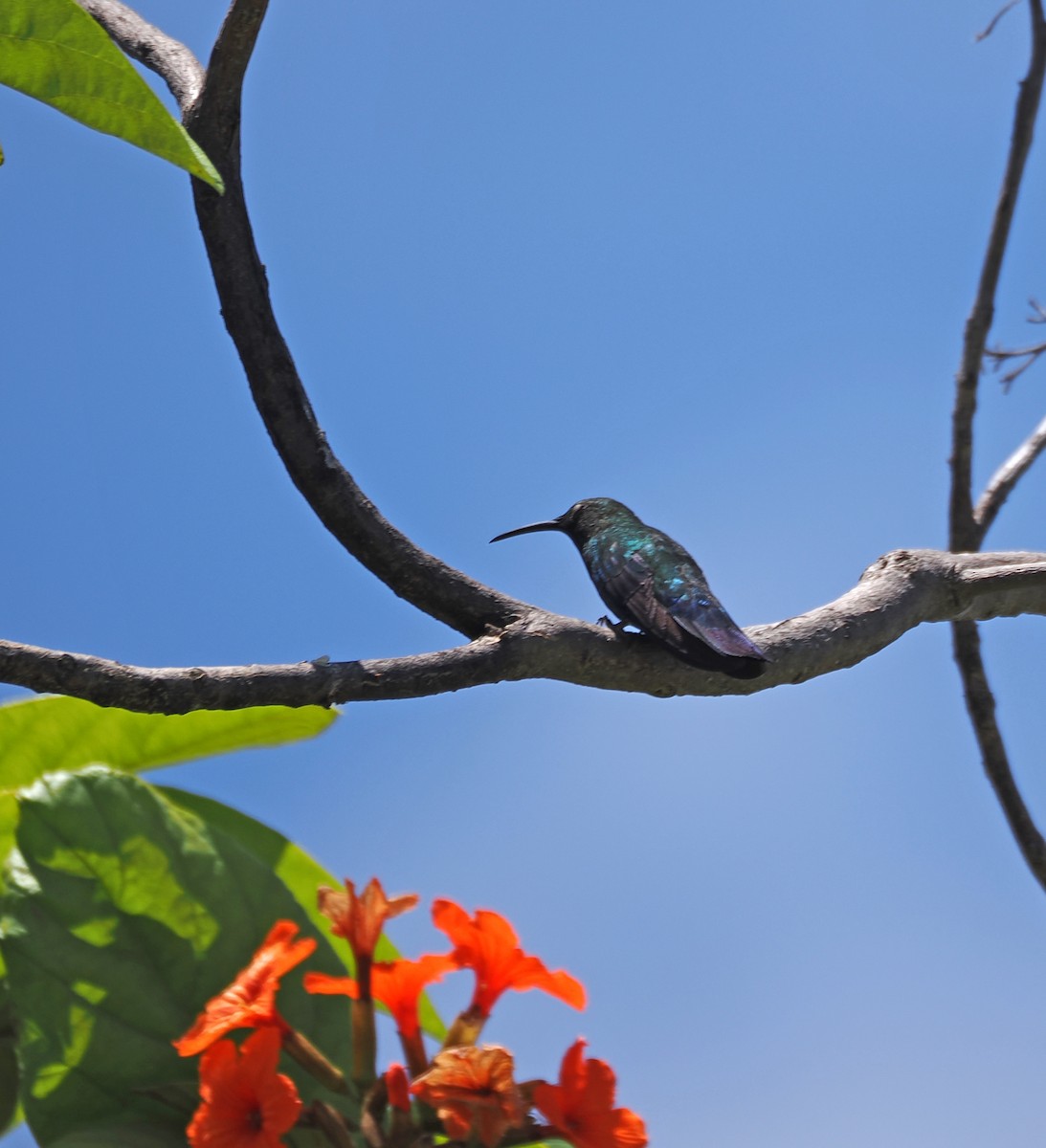 Green-throated Carib - ML637214617