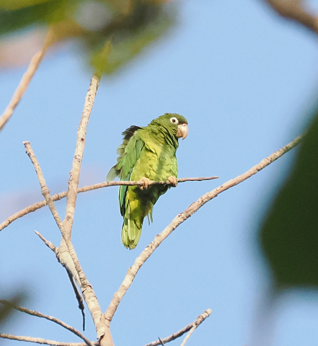 Puerto Rican Amazon - ML637214645