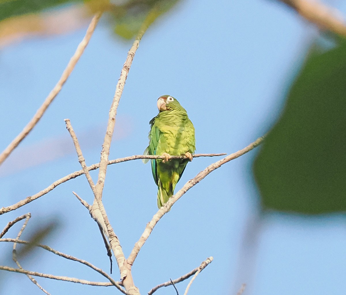 Puerto Rican Amazon - ML637214657