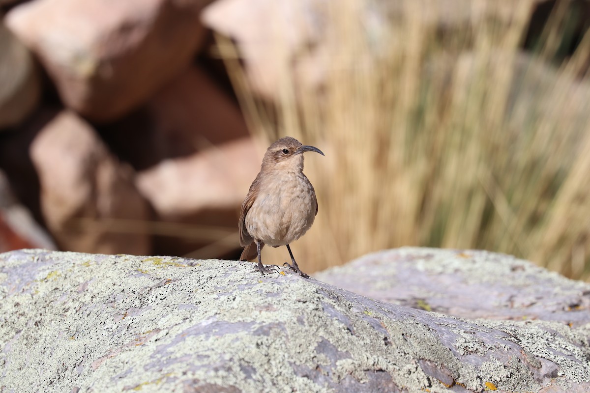 Buff-breasted Earthcreeper - ML637214713