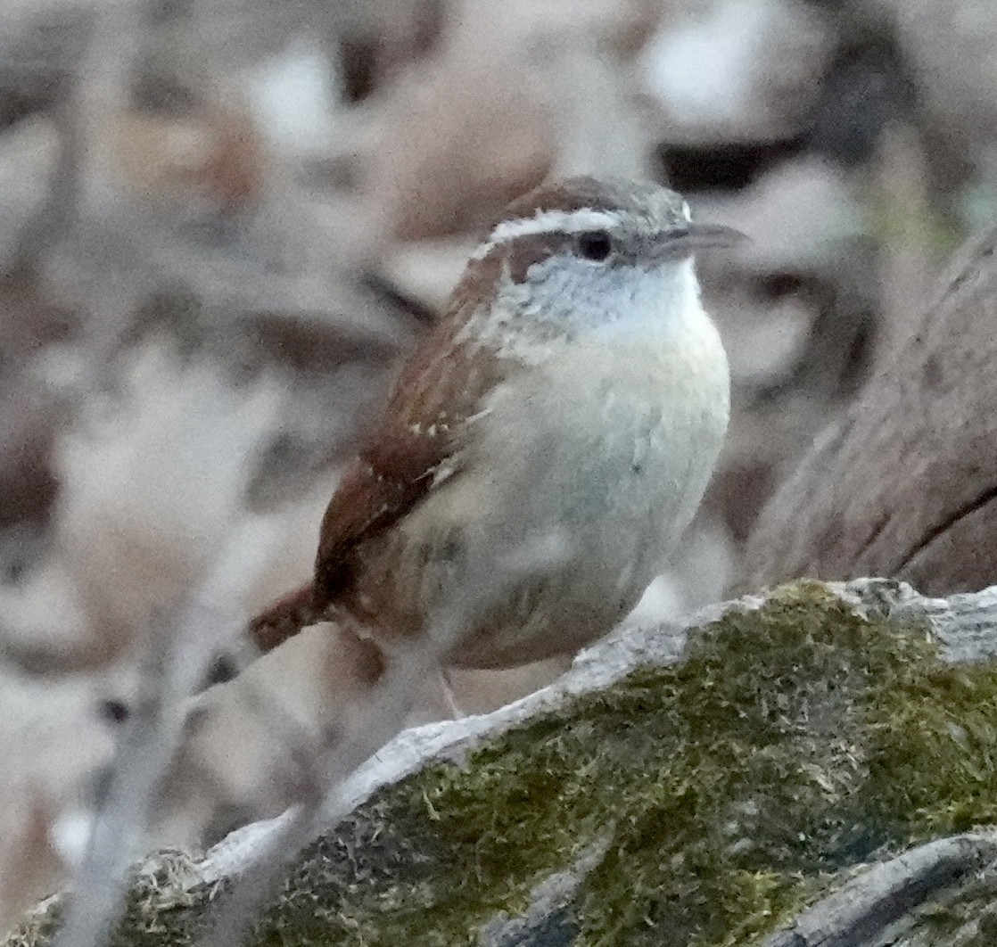 Carolina Wren - ML637214771