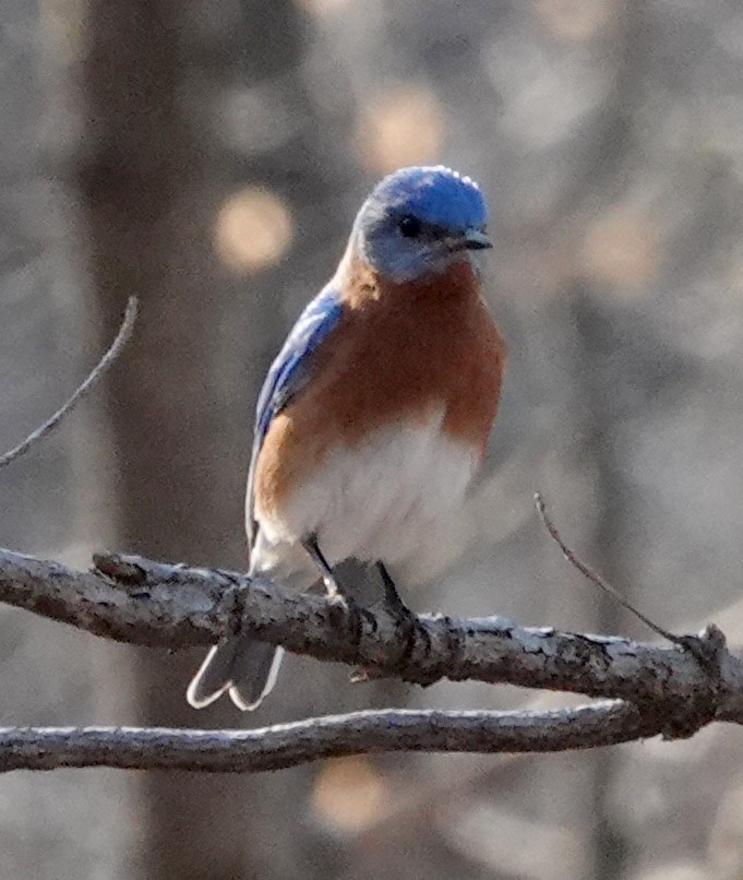 Eastern Bluebird - ML637214804