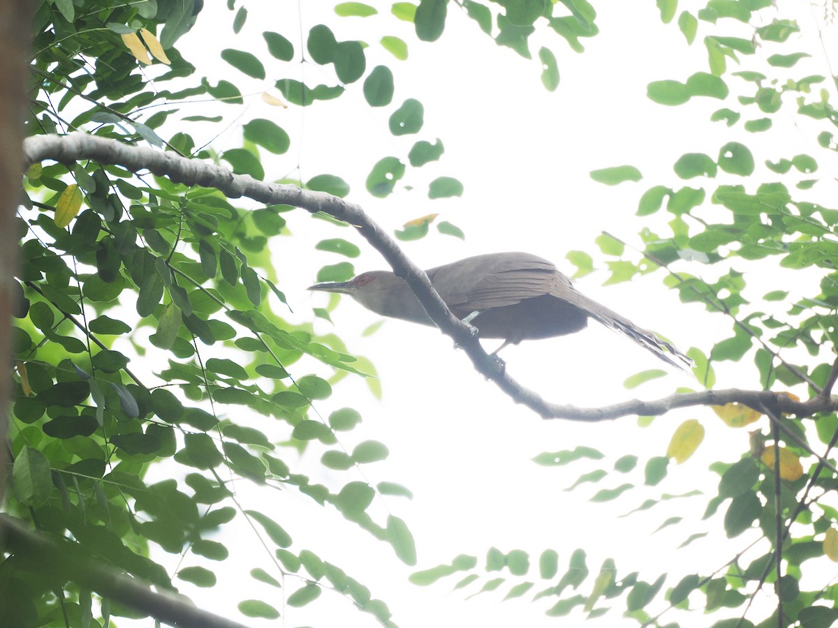 Puerto Rican Lizard-Cuckoo - ML637214809