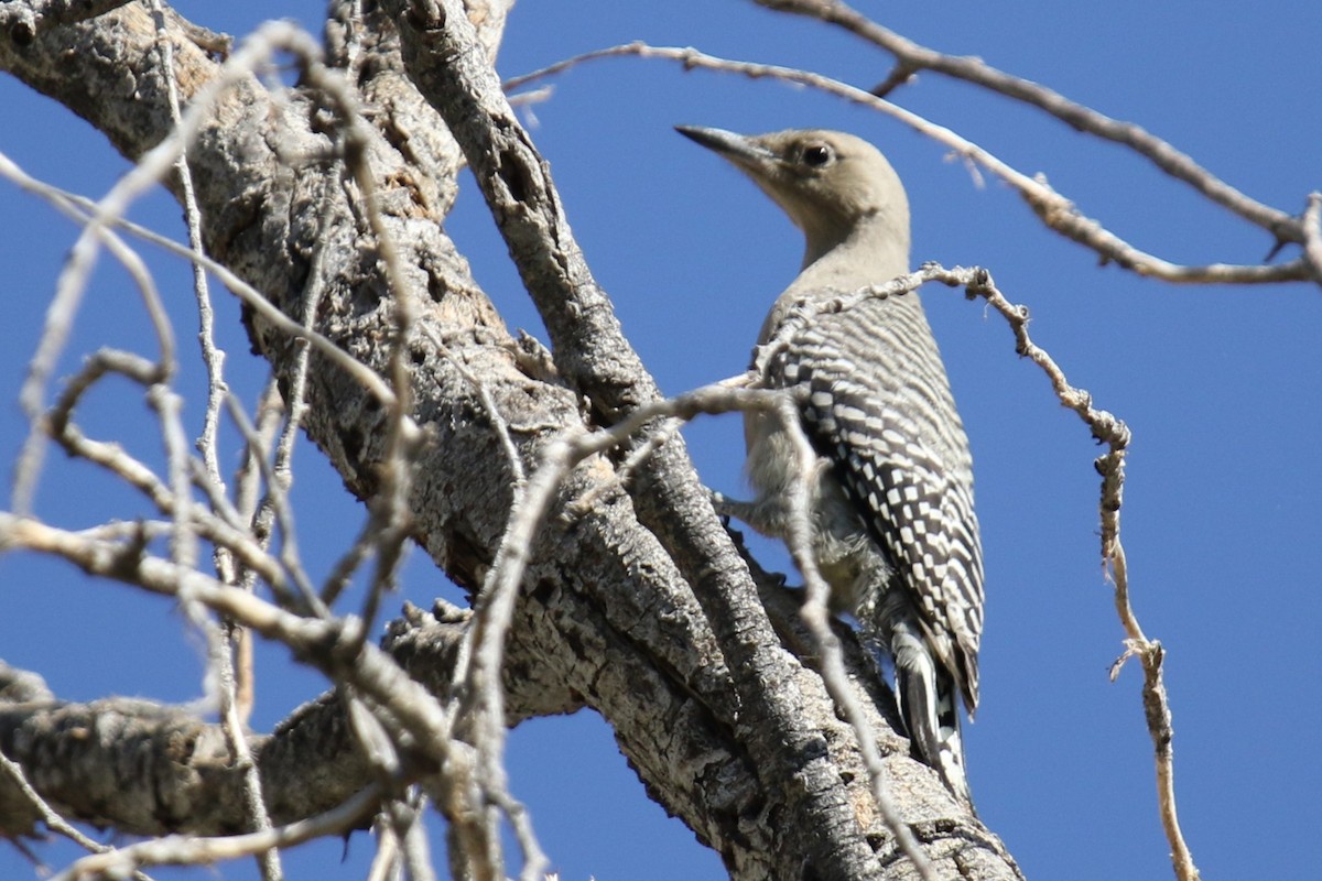Gila Woodpecker - ML637214815