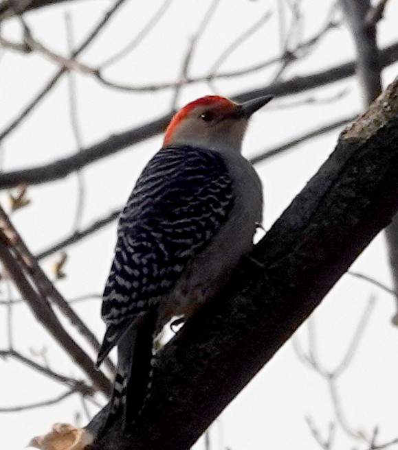 Red-bellied Woodpecker - ML637214816