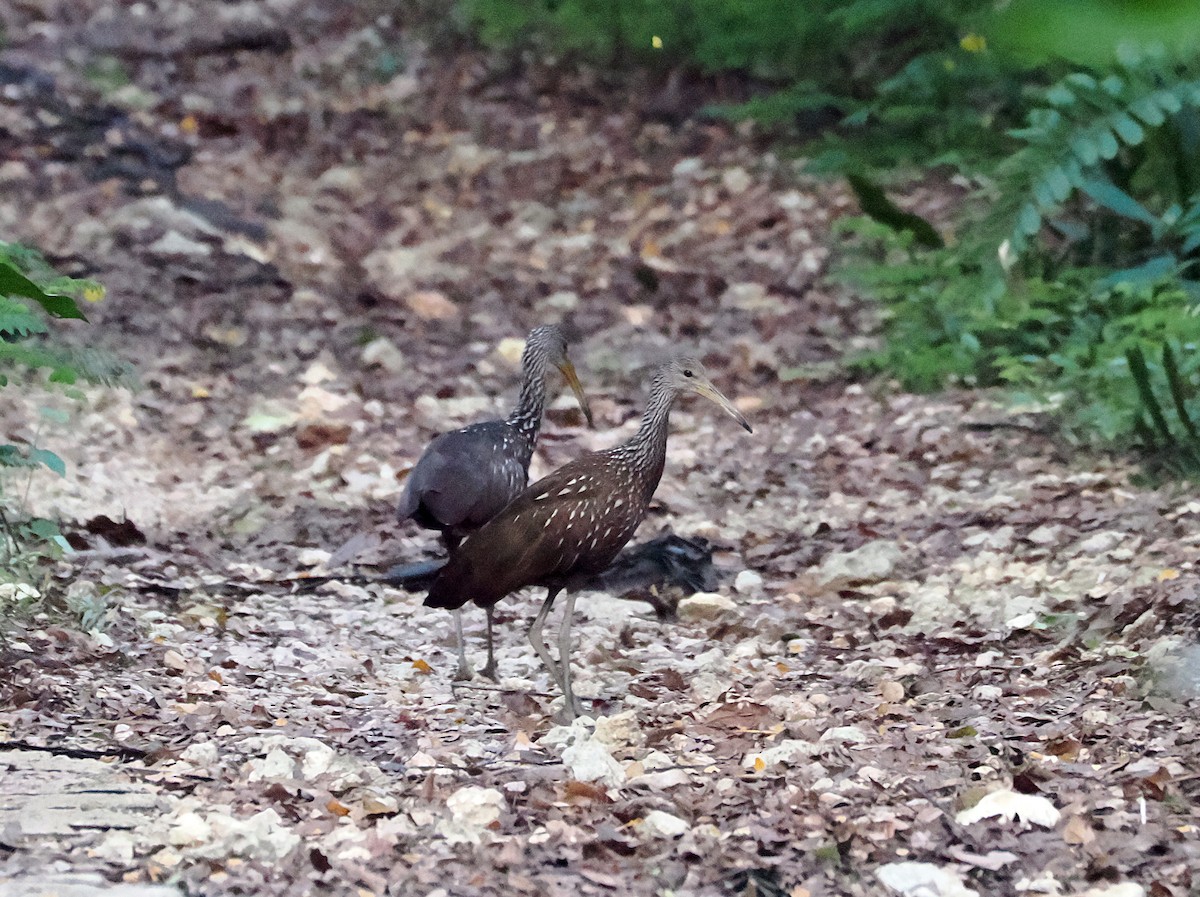 Limpkin - ML637214820