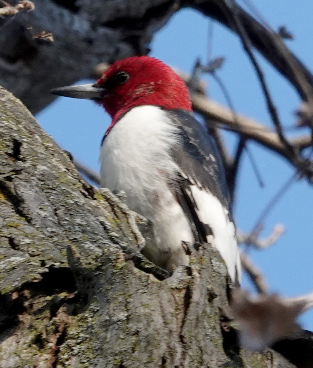 Red-headed Woodpecker - ML637214858