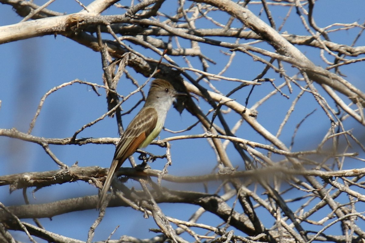 Brown-crested Flycatcher - ML637214860