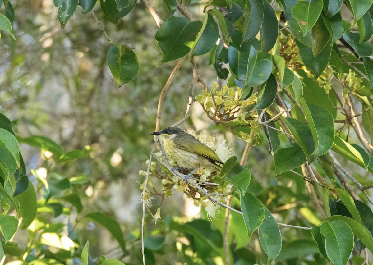 Varied Honeyeater - ML637214907