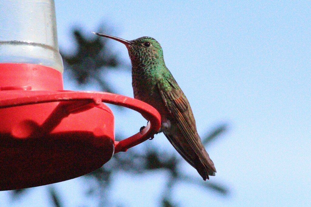 Berylline Hummingbird - ML637214956