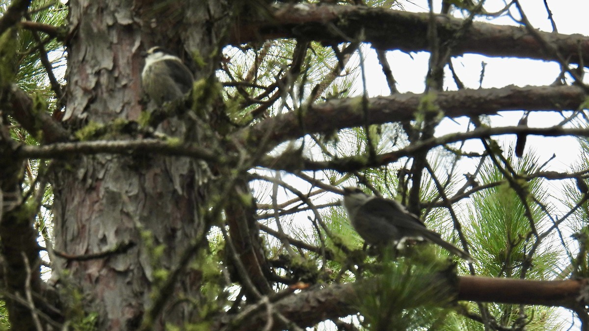 Canada Jay - ML637215022