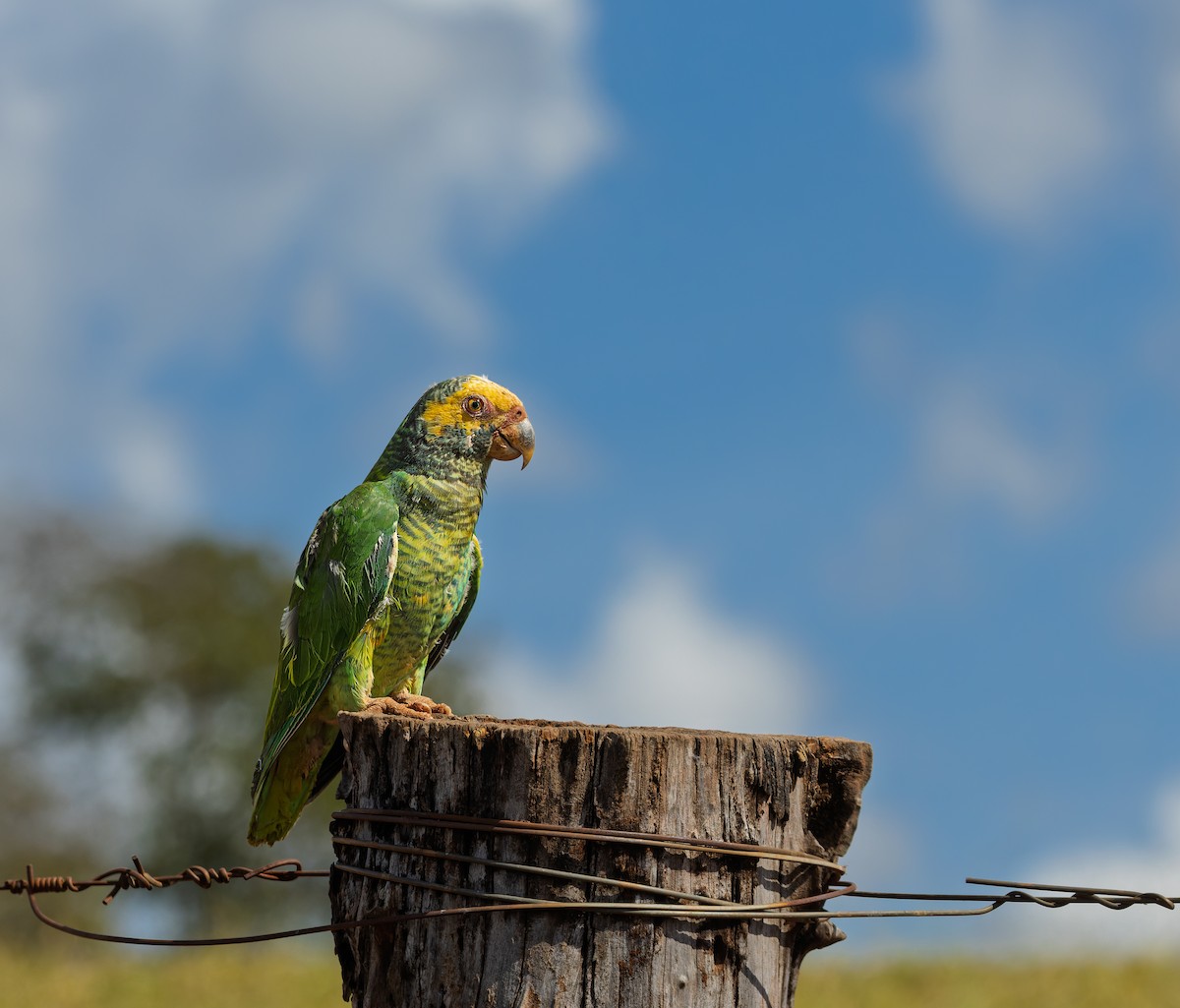Yellow-faced Parrot - ML637215033