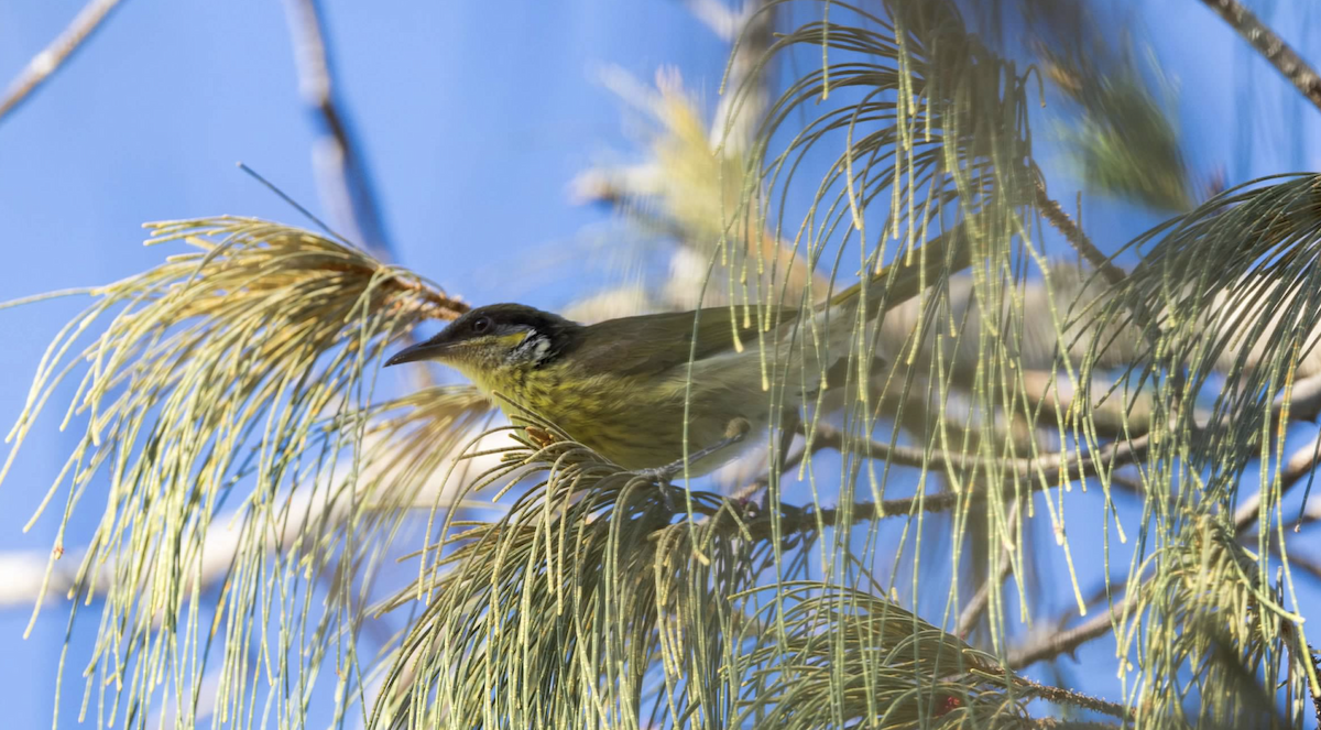 Varied Honeyeater - ML637215064