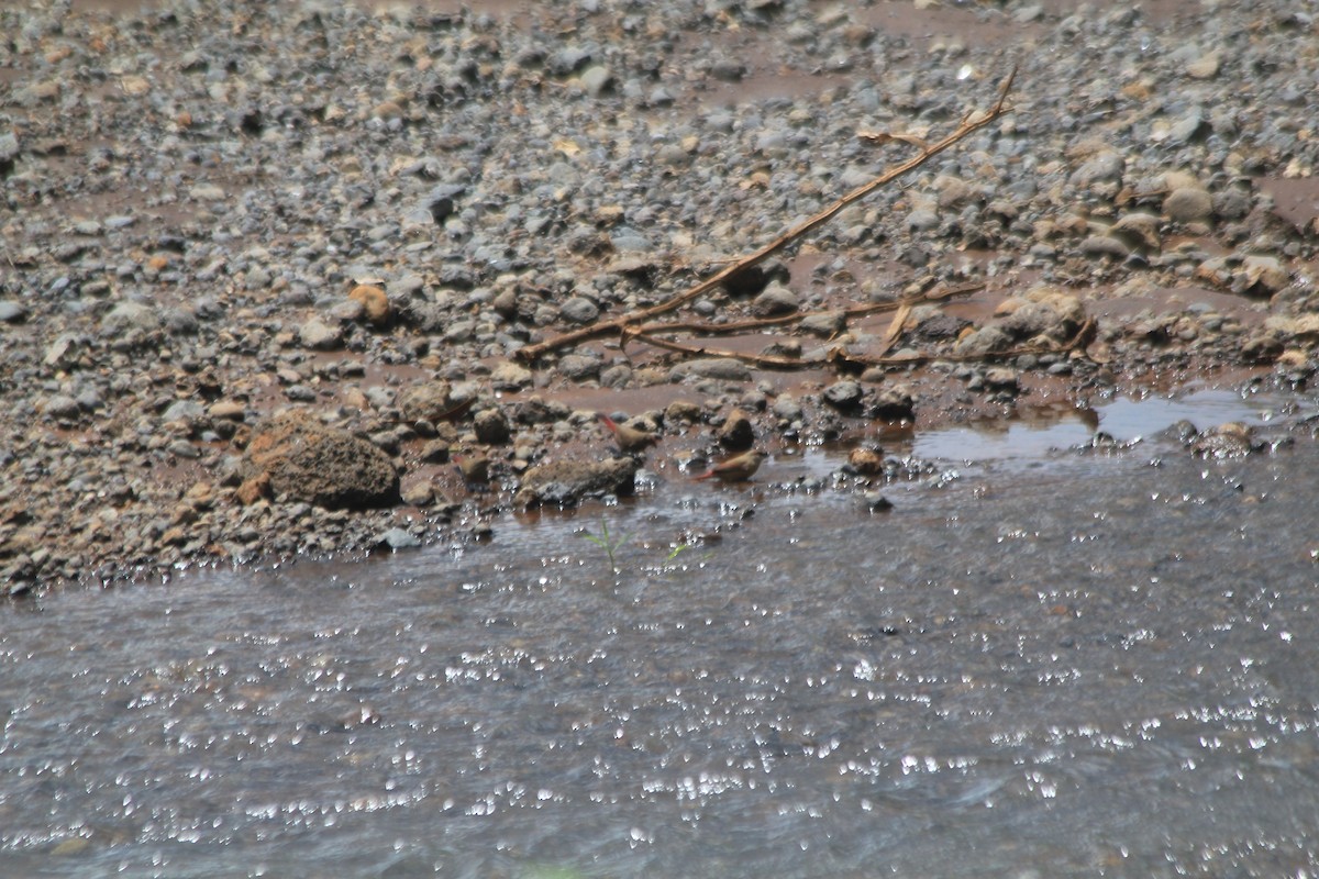 Zügelastrild - ML637215067