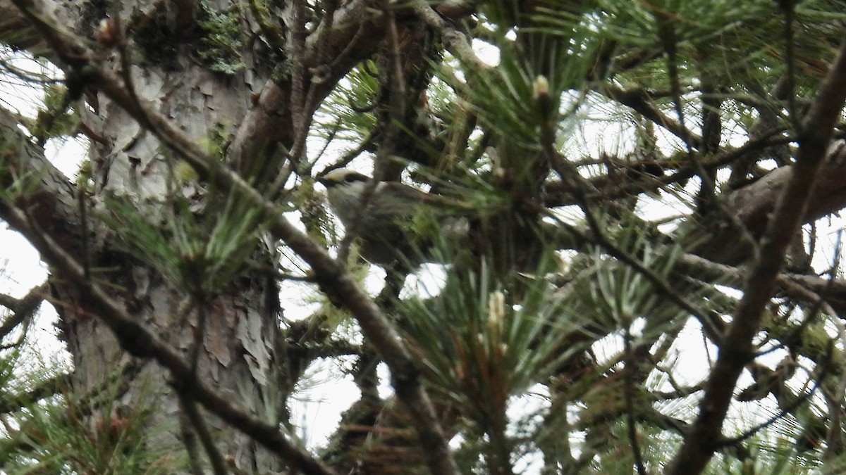 Canada Jay - ML637215090
