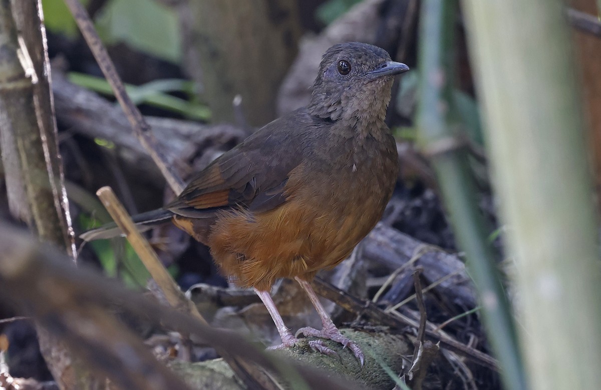 White-tailed Ant-Thrush - ML637215094