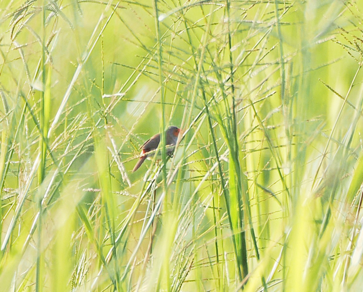 Orange-cheeked Waxbill - ML637215129