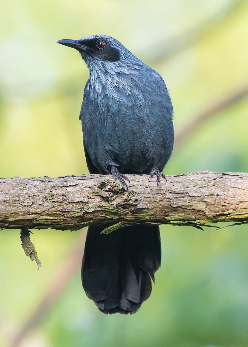 Blue Mockingbird - ML637215135
