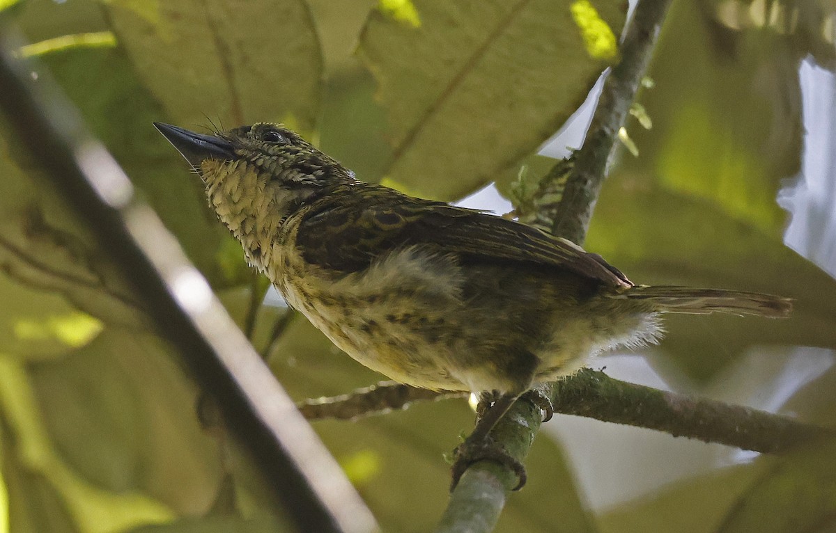 Speckled Tinkerbird - ML637215261