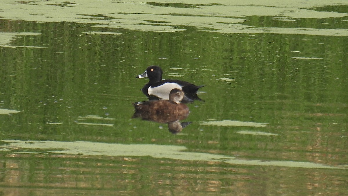 Ring-necked Duck - ML637215446