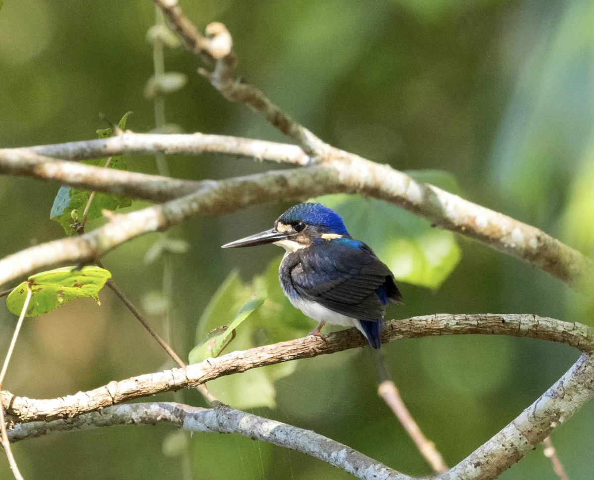 Little Kingfisher - ML637215471