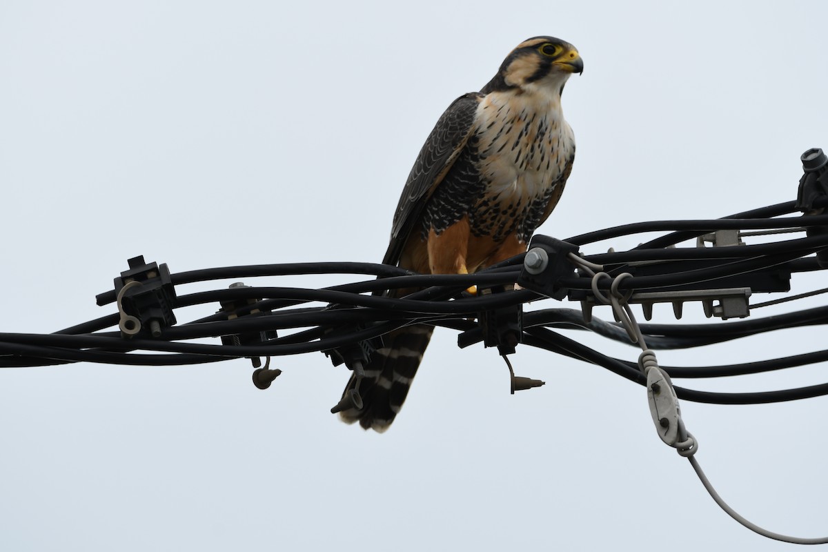 Aplomado Falcon - ML637215503