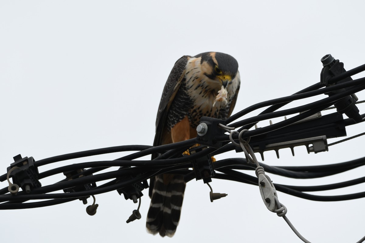 Aplomado Falcon - ML637215504