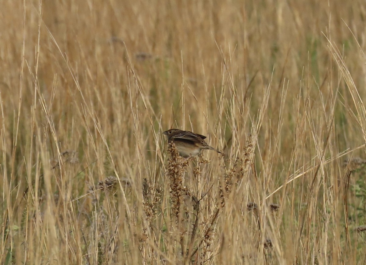 Grasshopper Sparrow - ML637215533