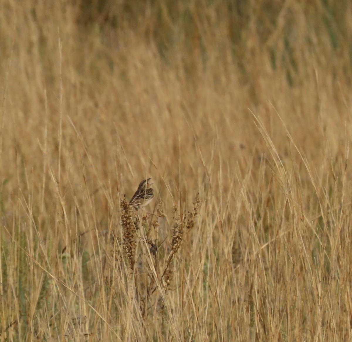Grasshopper Sparrow - ML637215534