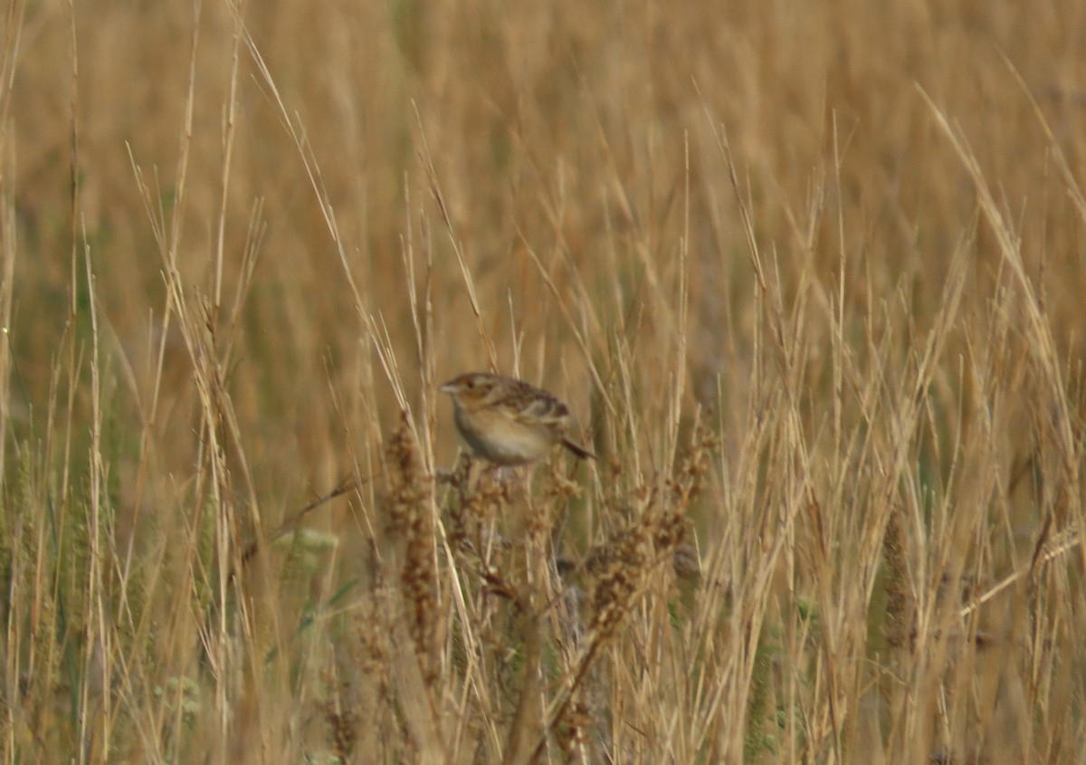 Grasshopper Sparrow - ML637215535