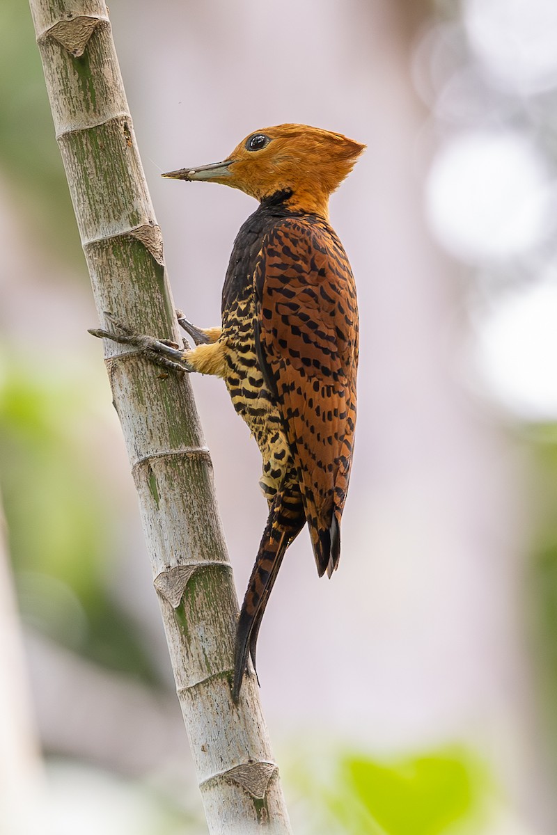 Ringed Woodpecker - ML637215615