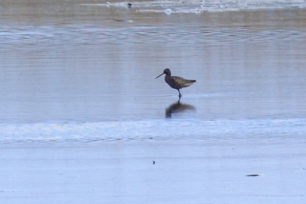 Spotted Redshank - ML637215732