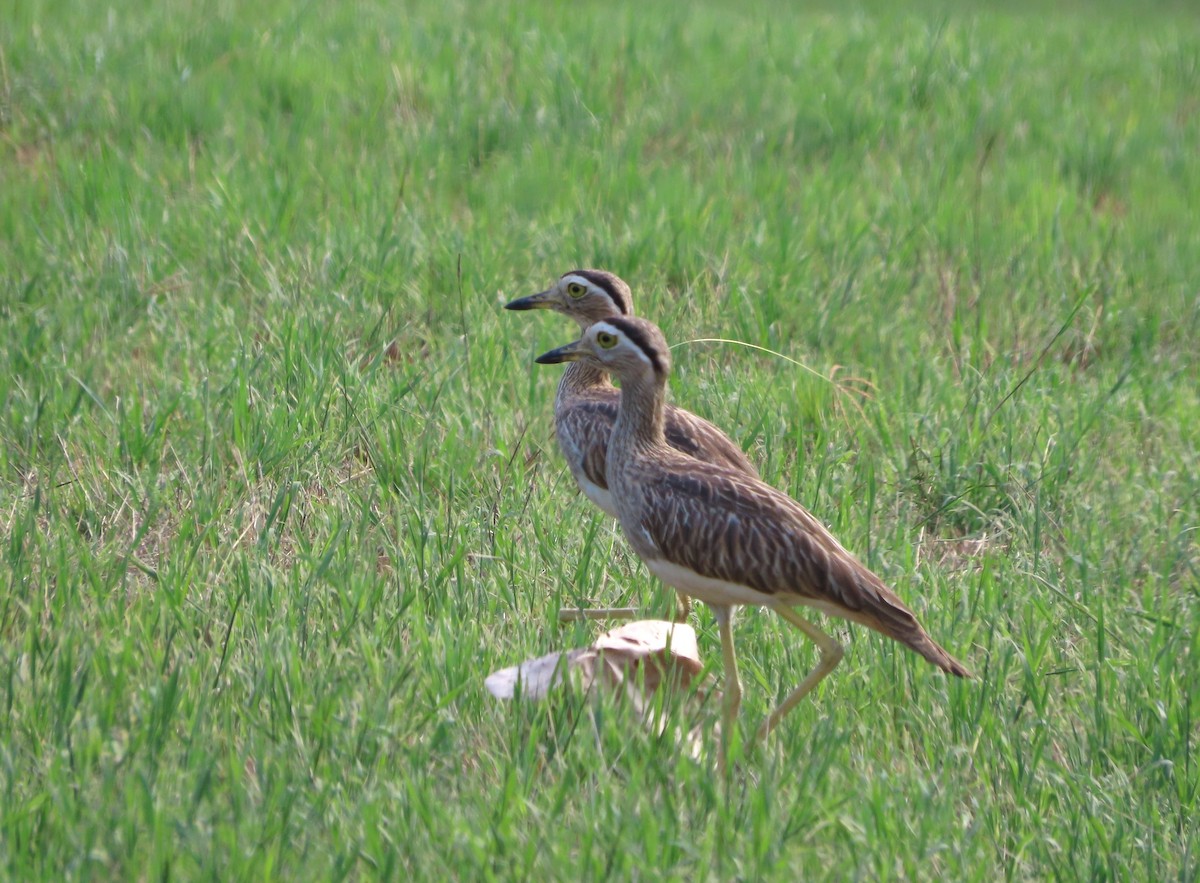 Double-striped Thick-knee - ML637215757
