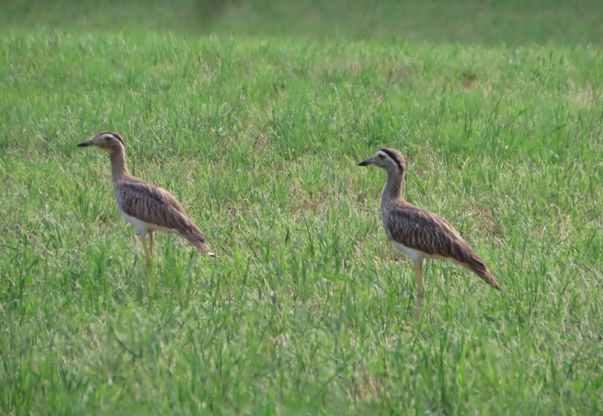 Double-striped Thick-knee - ML637215758