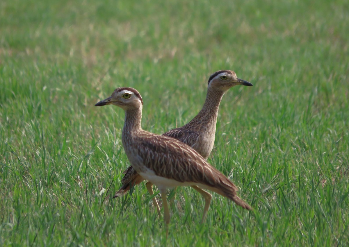 Double-striped Thick-knee - ML637215761