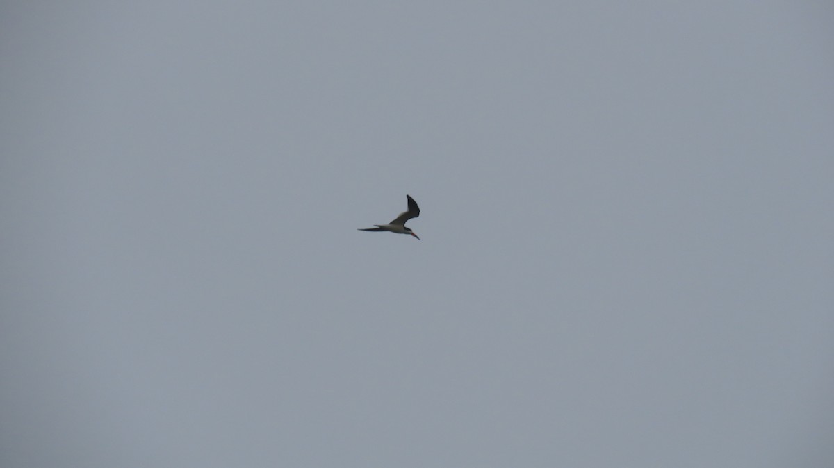 Black Skimmer - ML637215834