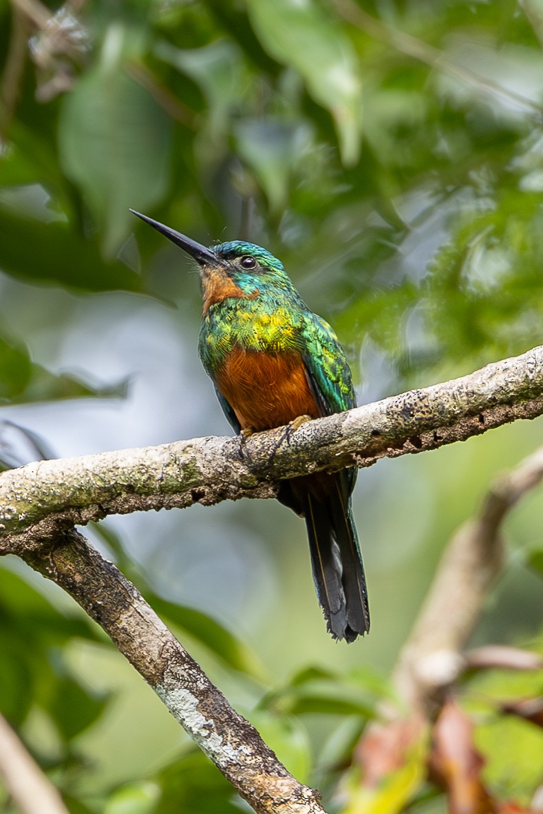 Green-tailed Jacamar - ML637215868