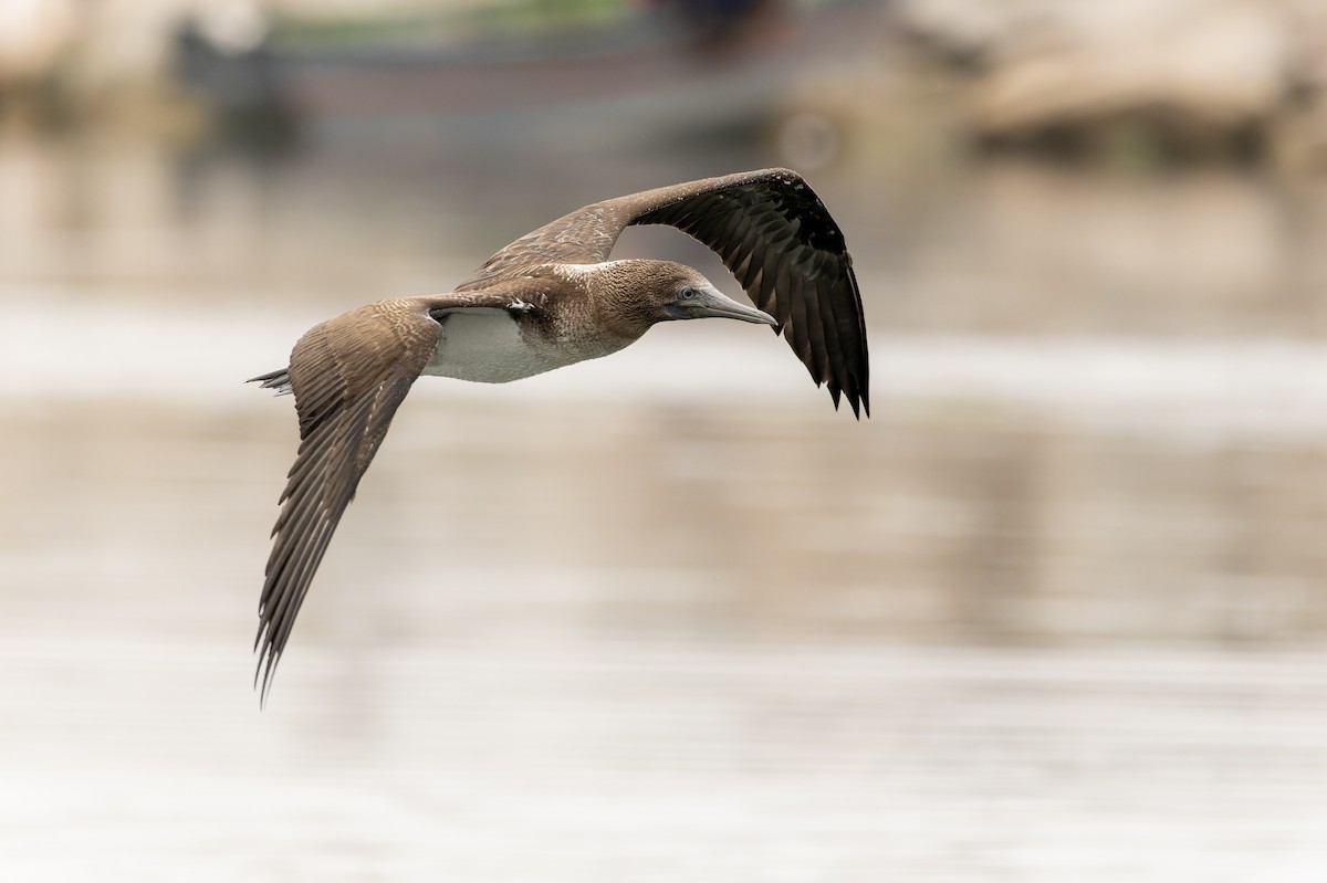 Blue-footed Booby - ML637216009
