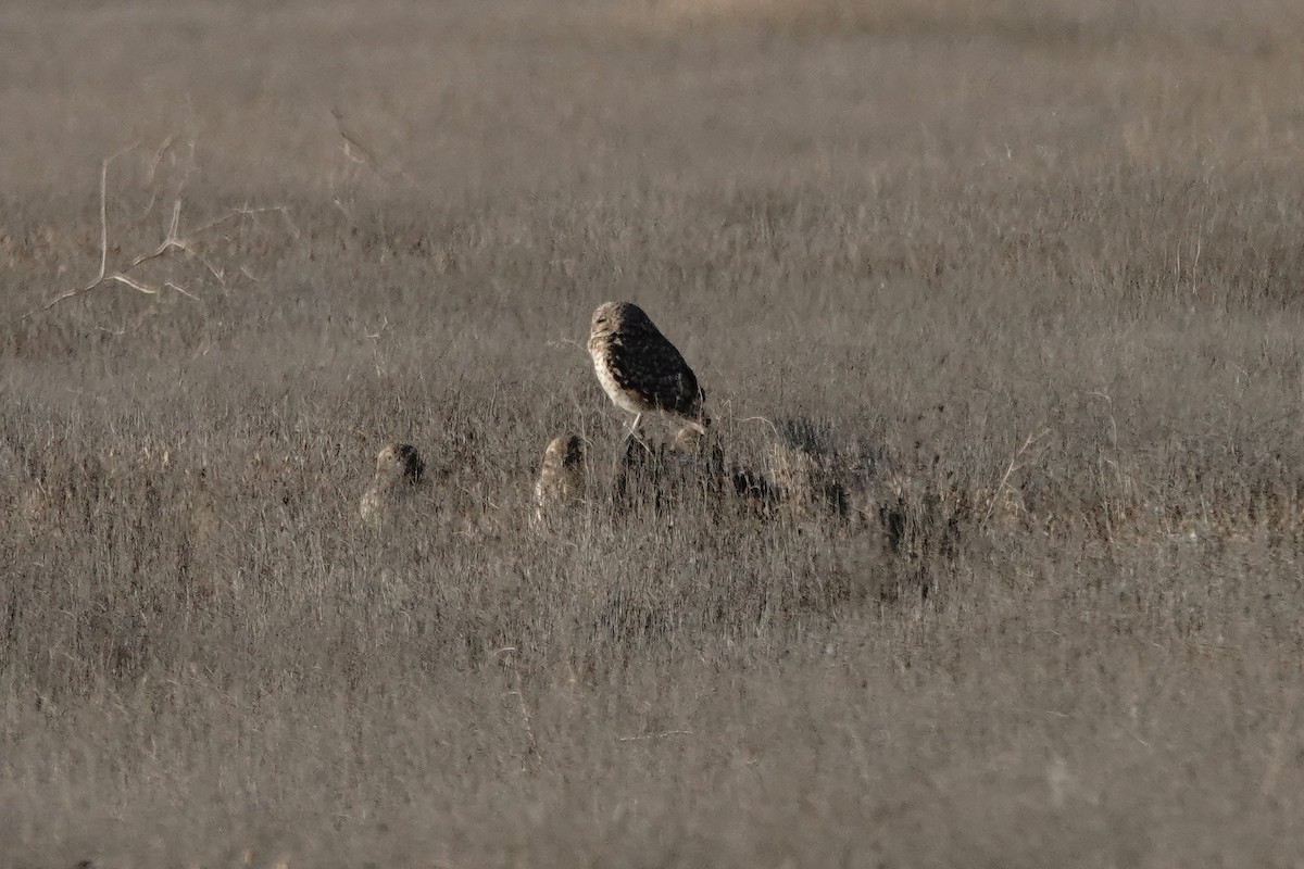 Burrowing Owl - ML637216219