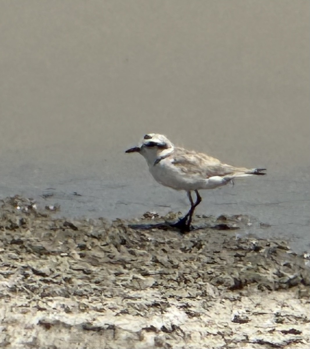 Snowy Plover - ML637216474