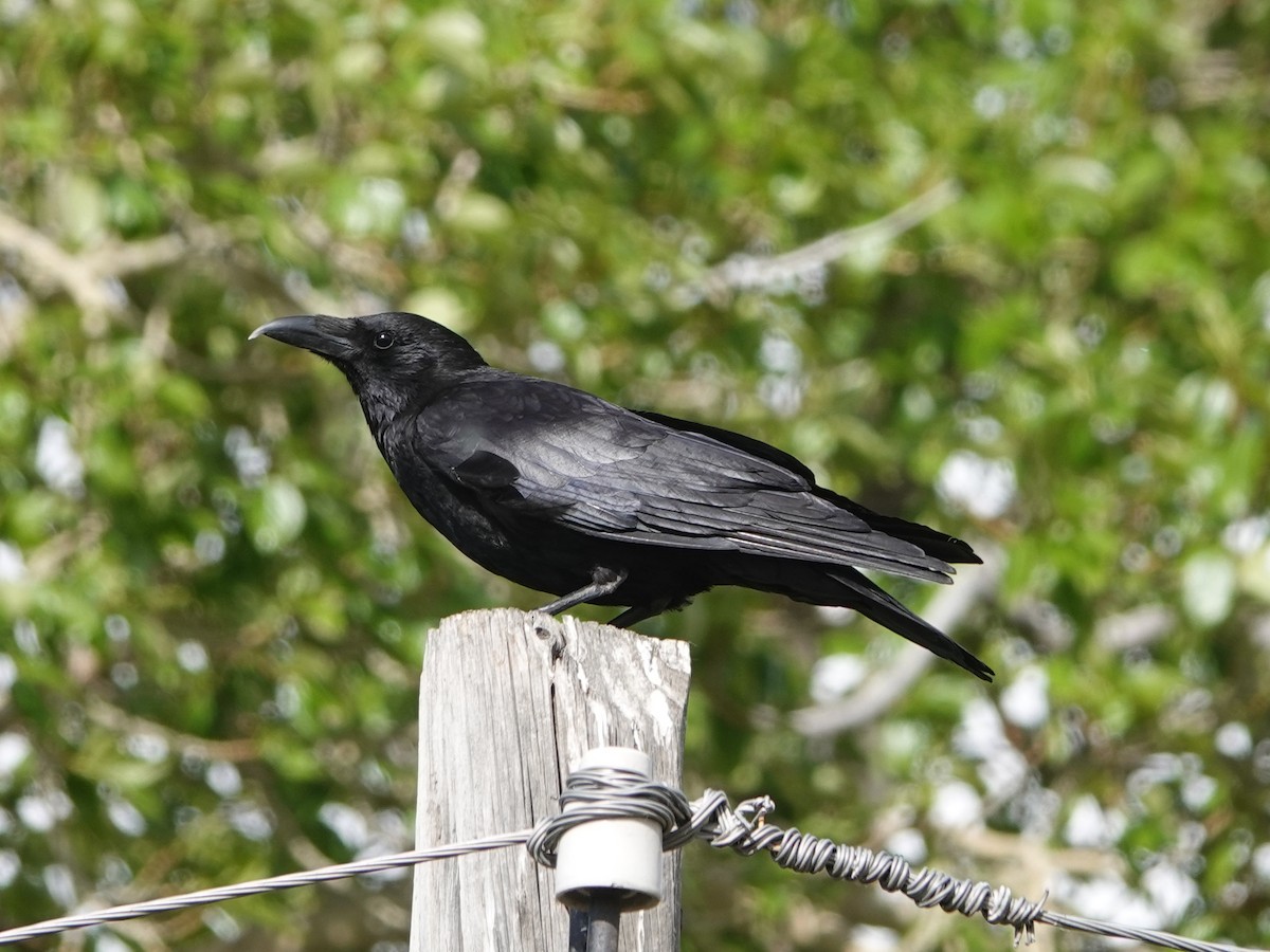 Carrion Crow - ML637216484