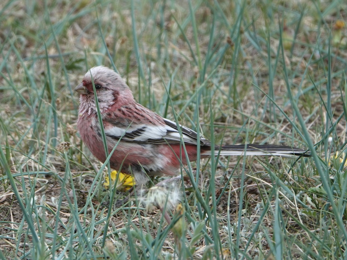 Long-tailed Rosefinch - ML637216492